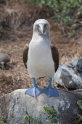 088 Blue-footed booby 06